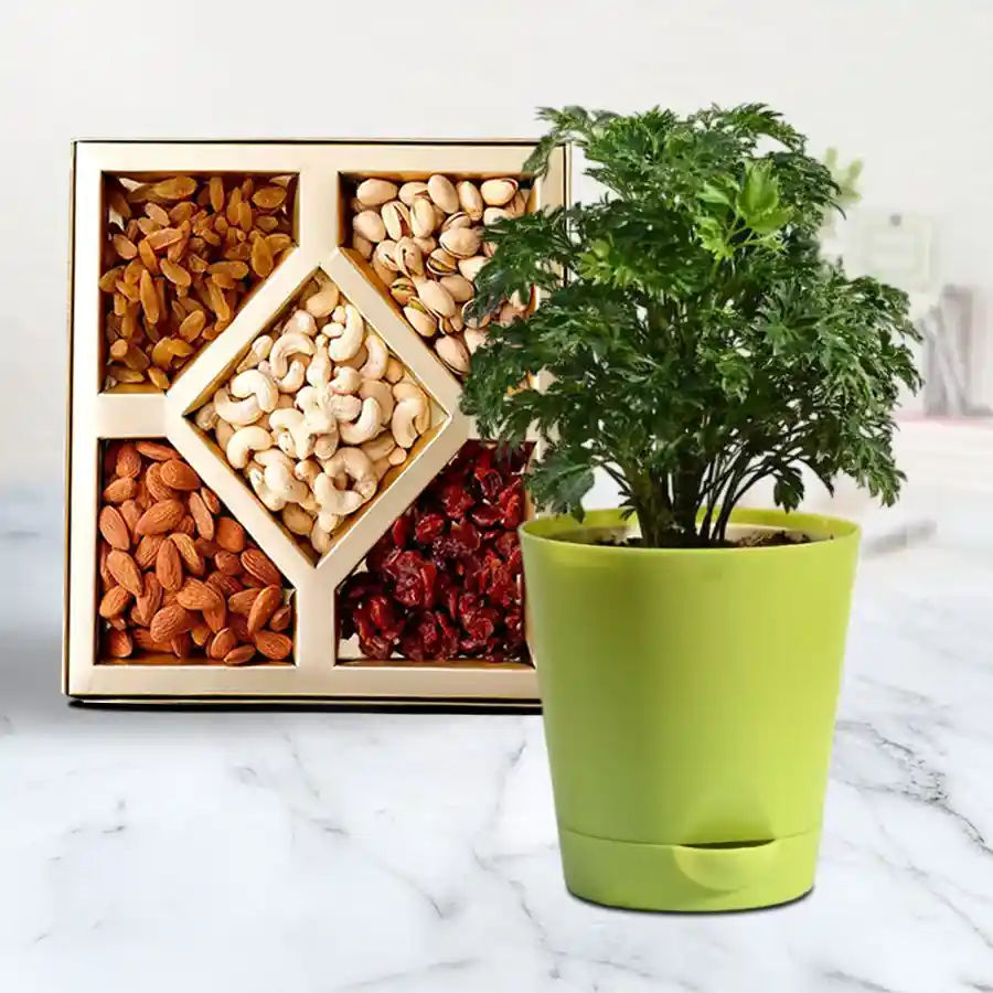 Enchanted Aralia Plant in black tub with assorted dry fruits.