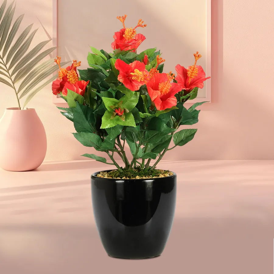 Blooming Hibiscus Plant Gift in a black tub, expressing love and affection.