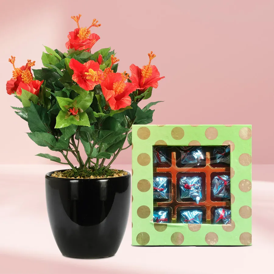 Hibiscus plant in a green tub with a pack of homemade chocolates.