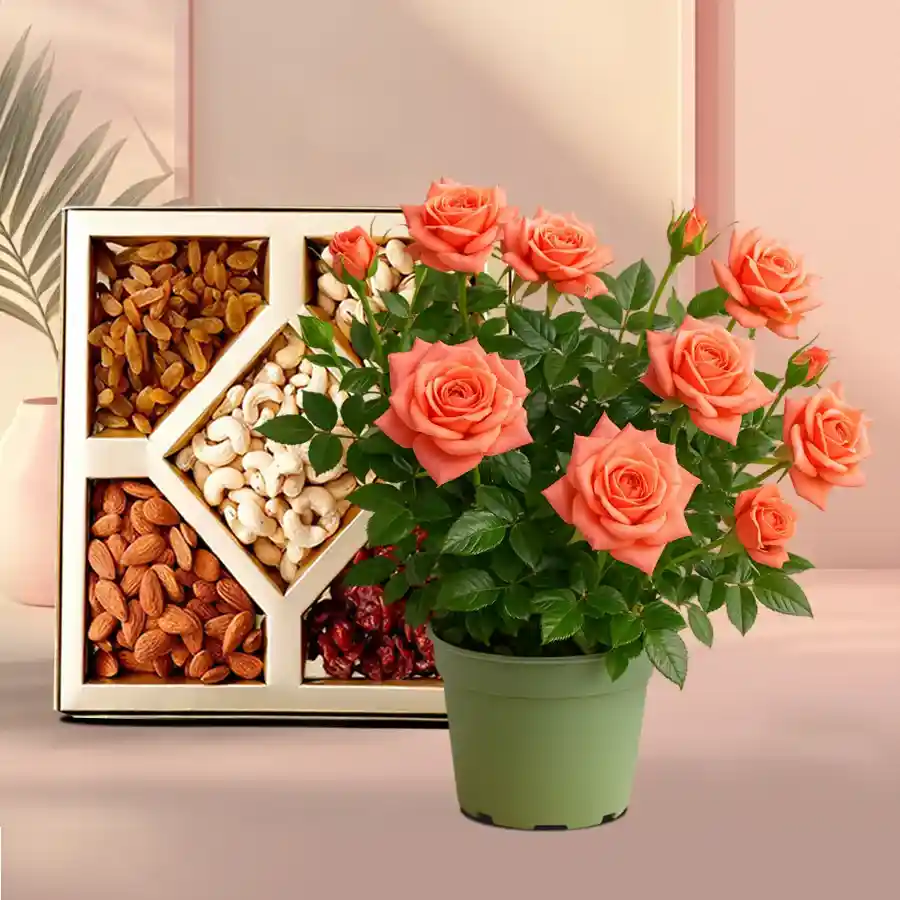 Heartfelt Rose Plant in green tub with 200g assorted dry fruits.