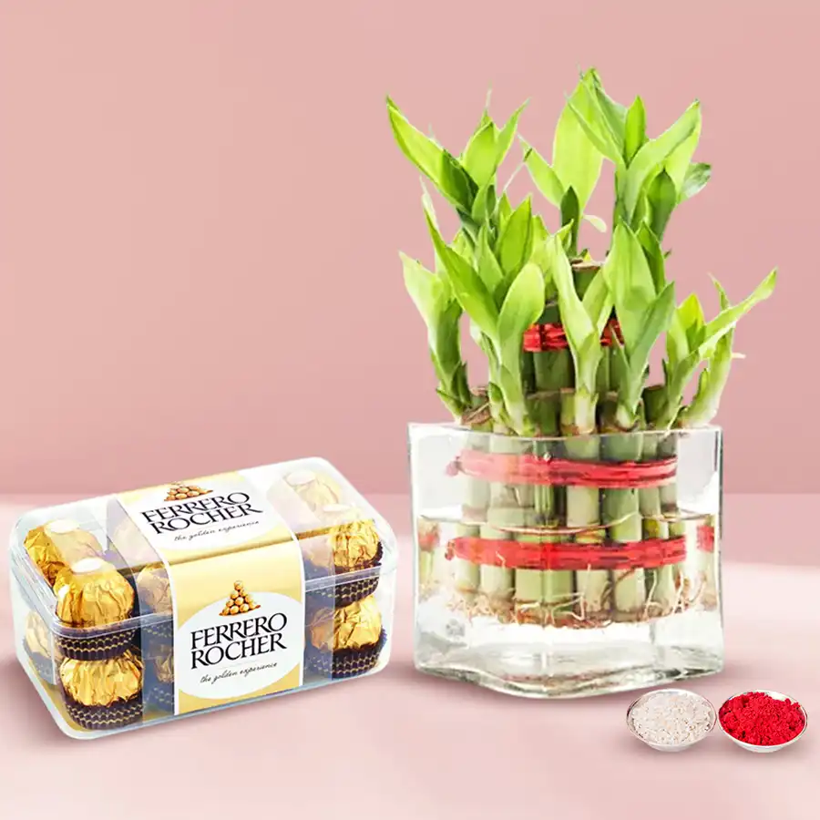 Ferrero Rocher Choco and 2-tier Bamboo Plant combo for Bhai Dooj.