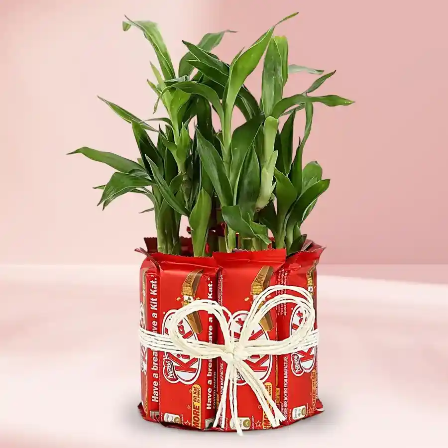 Two Tier Lucky Bamboo Plant and Nestle KitKat chocolates gift set.