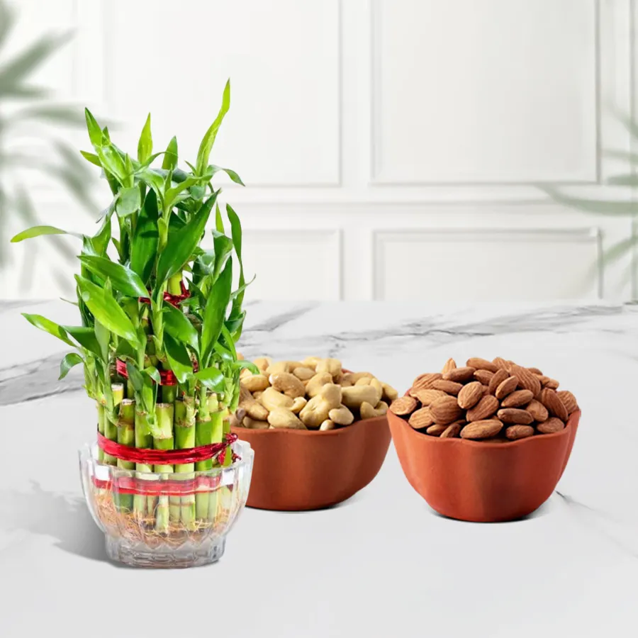 Bamboo & Dry Fruits Birthday Treat featuring cashews, almonds, and a lucky bamboo plant.