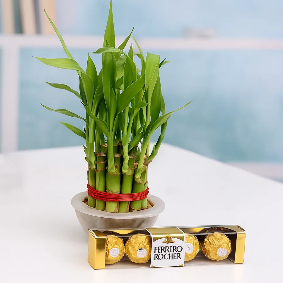 Exotic 2 Tier Lucky Bamboo Plant in Glass Pot with Ferrero Rocher Chocolates.