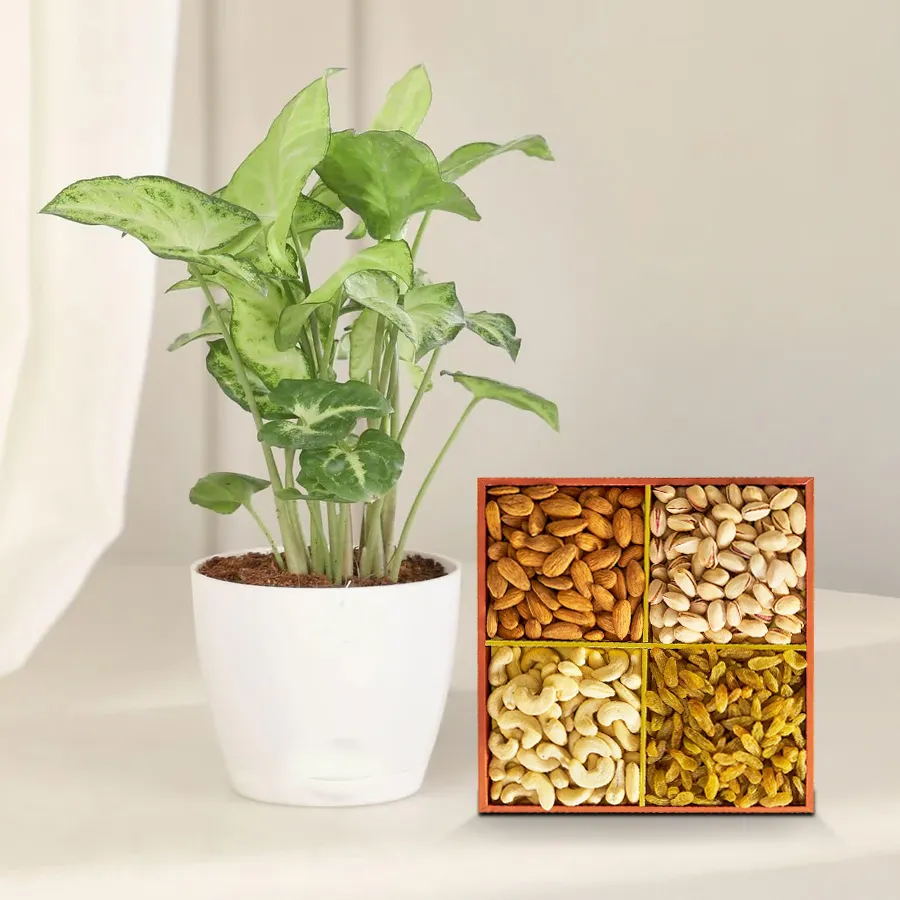Fast-Growing Syngonium Plant in a pot with assorted dry fruits.