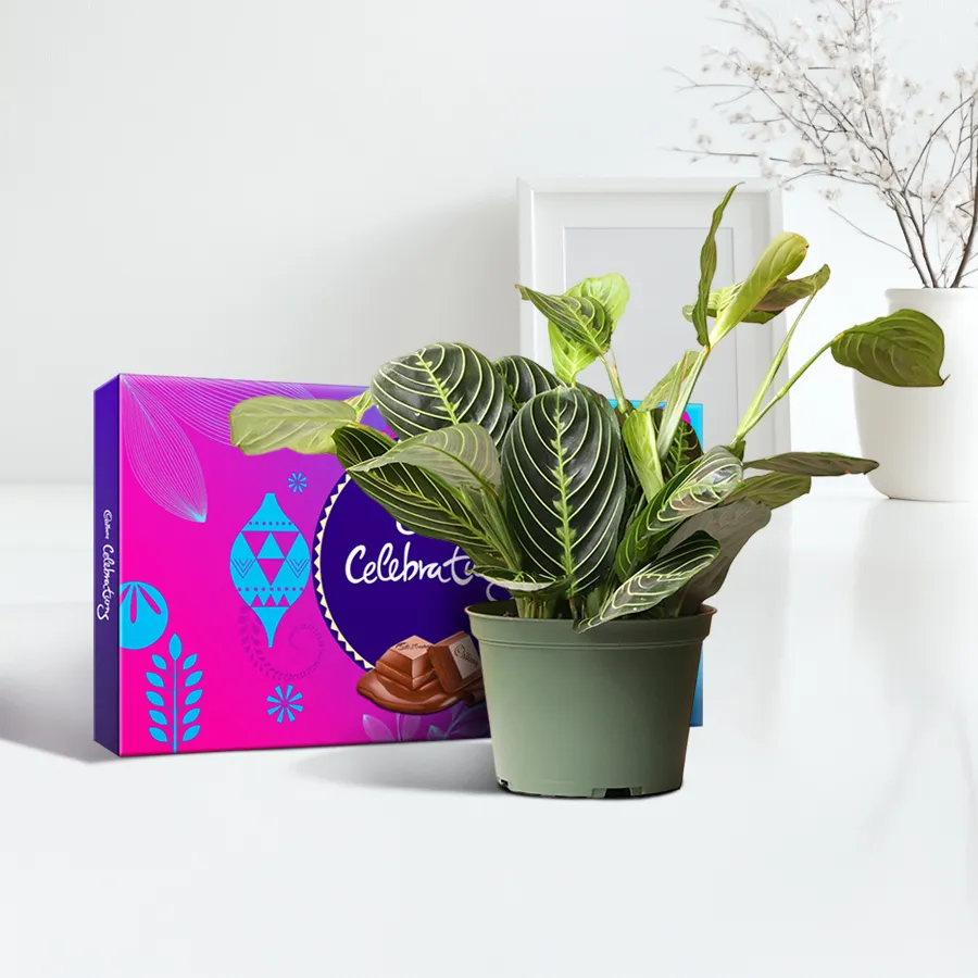 Maranta Prayer Plant in a tub with Cadbury chocolates, perfect for gifting.