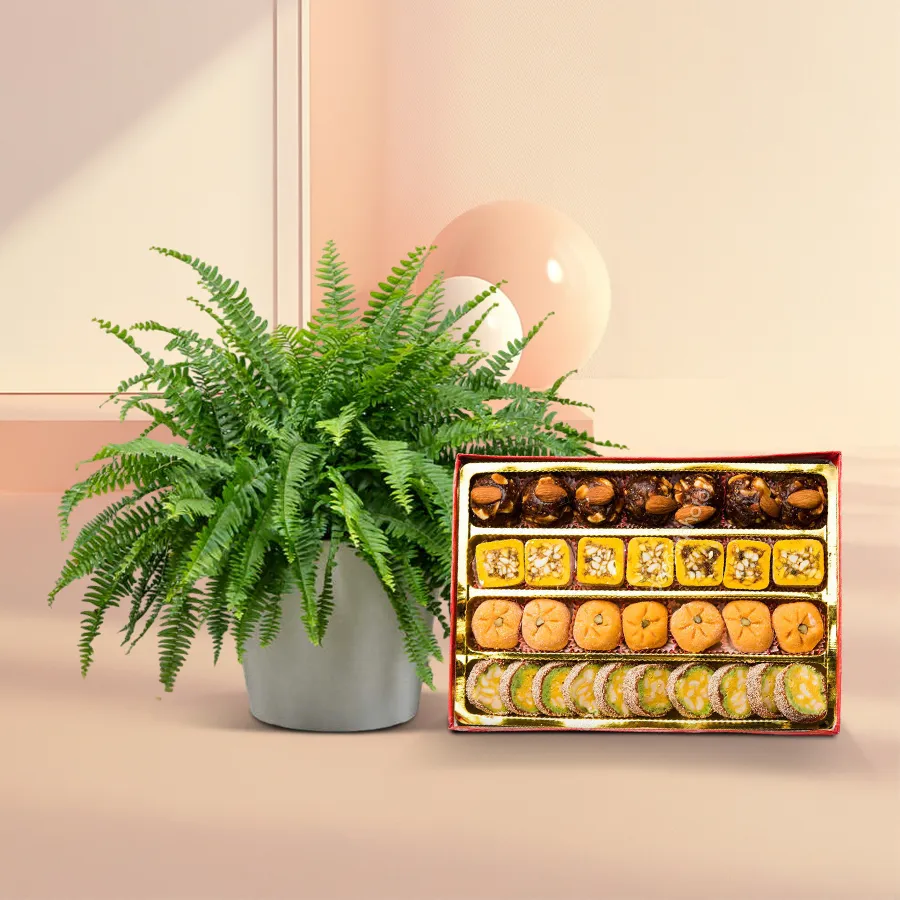 Boston Fern in designer pot paired with assorted sweets, perfect gift for loved ones.