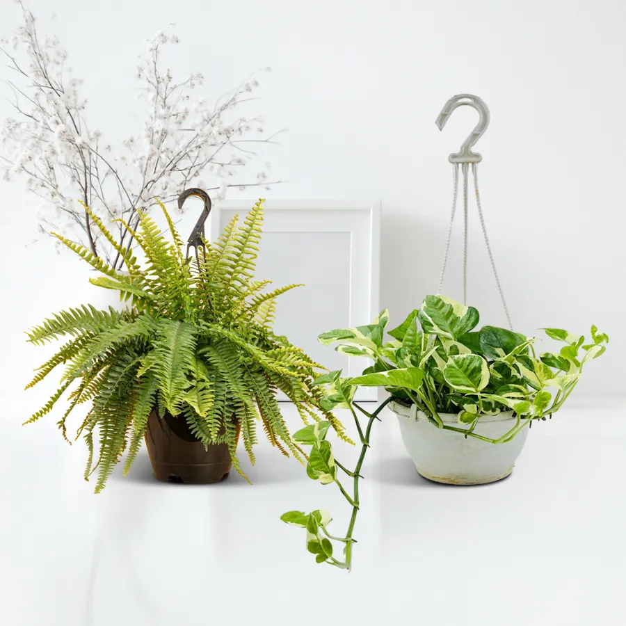 Refreshing green combo of hanging indoor plants featuring Bostern Fern and Money Plant in decorative pots.
