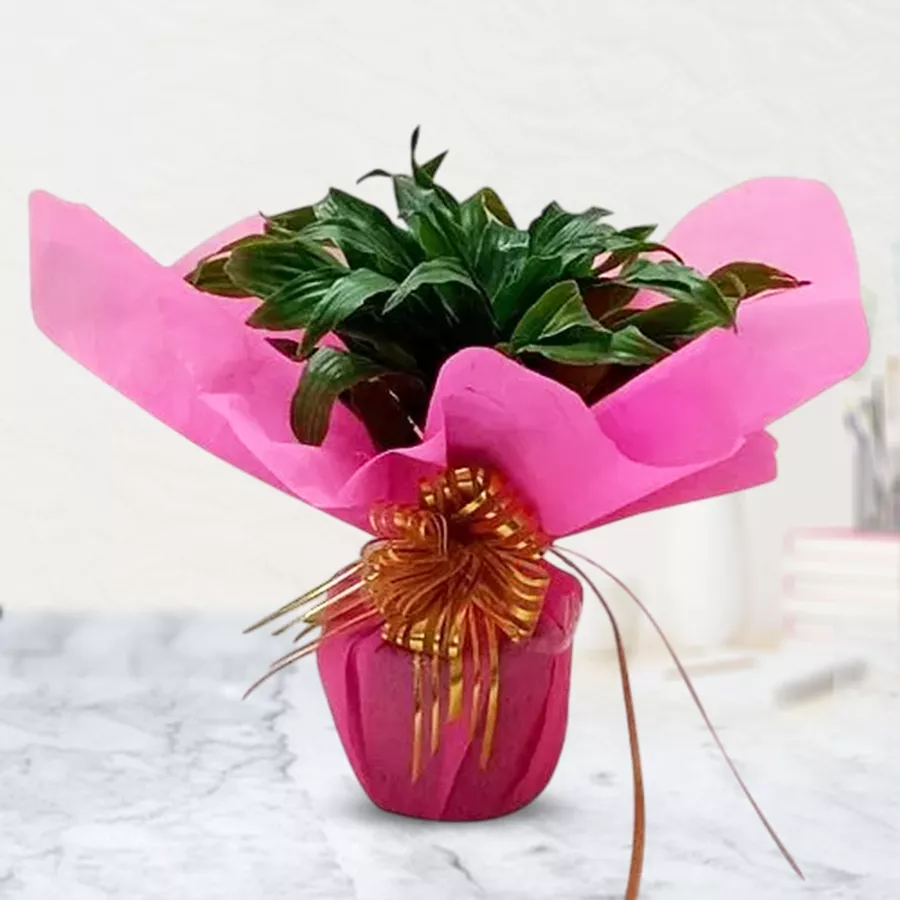Good Luck 2 Tire Bamboo Plant elegantly wrapped in tissue, symbolizing fortune and positivity.