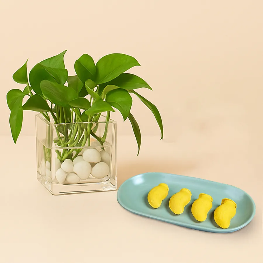 Aam Bhora Sondesh and Money Plant gift combo from K.C.Das in a glass pot.