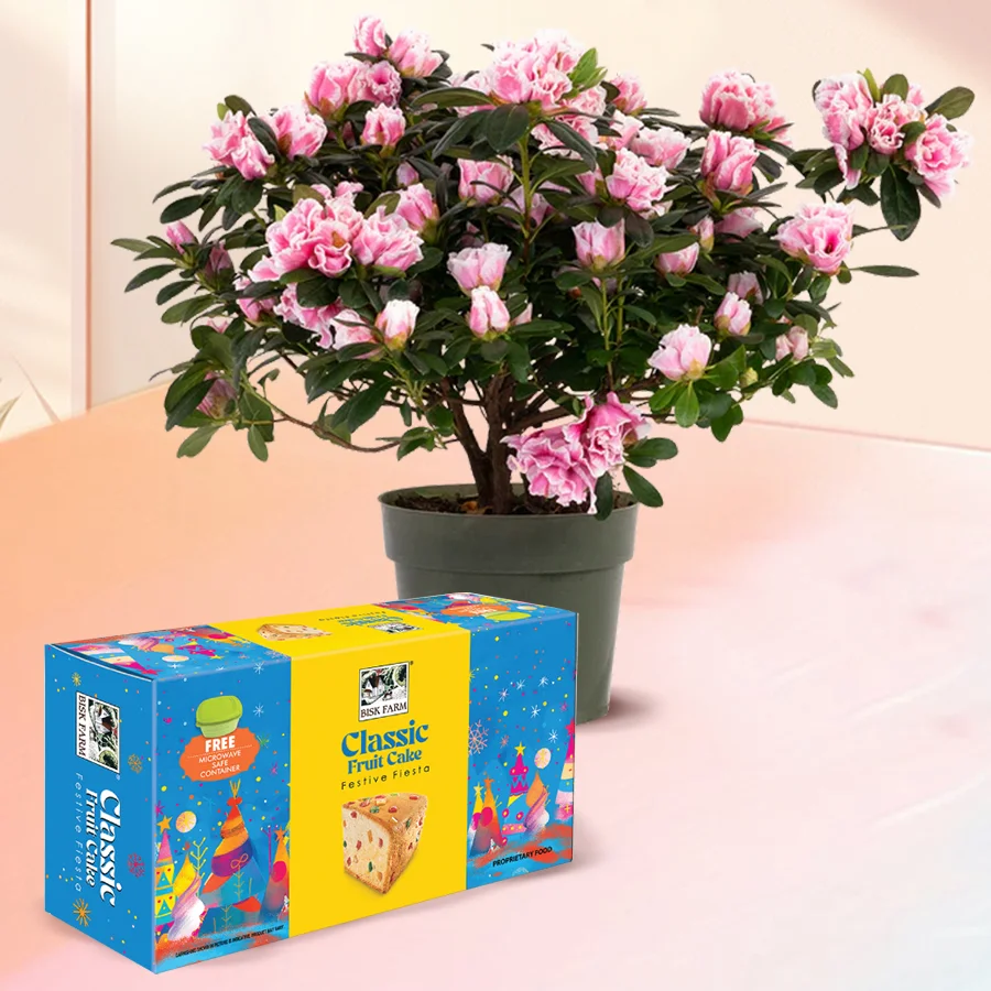 Combo of Agelia Flowering Potted Plant and Bisk Farms Classic Fruit Cake gift set