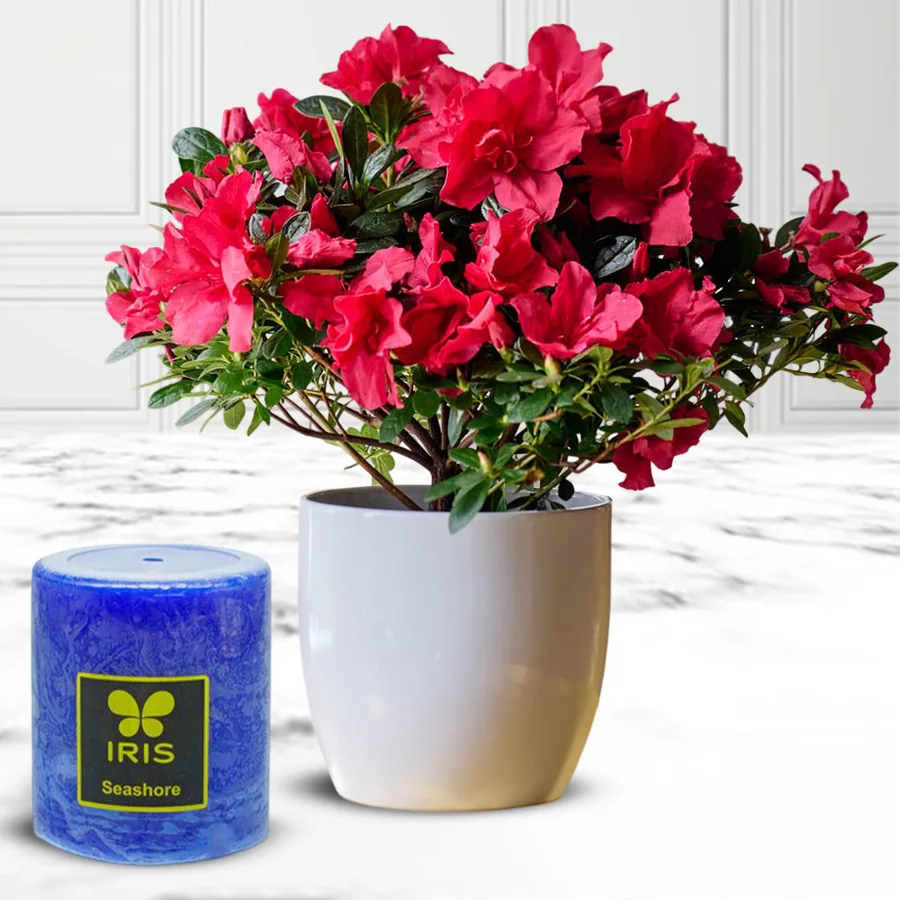 Exquisite Agelia flowering potted plant with vibrant blooms next to a soothing lavender Iris aroma pillar candle on a festive backdrop