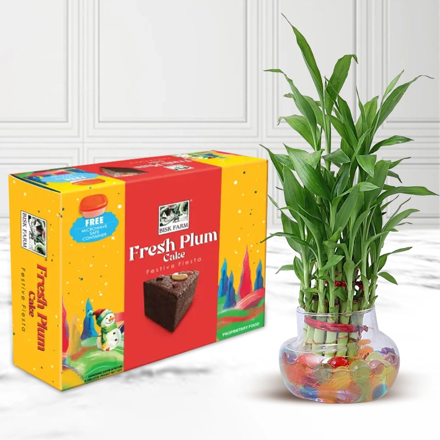 Two-layer lucky bamboo plant in a glass pot next to a 450g Biskfarm plum cake, decorated for Christmas.