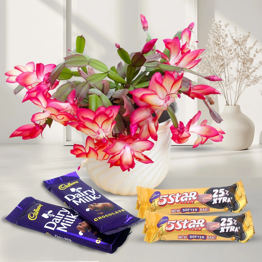 Charming cactus plant in a self-watering pot alongside Cadbury Dairy Milk and 5 Star chocolate bars, perfect for a Christmas gift.