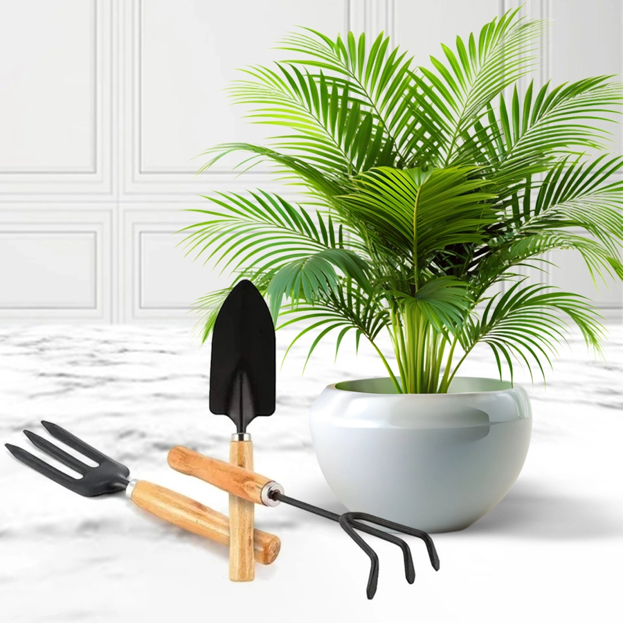Areca plant and gardening tool kit gift set for Christmas