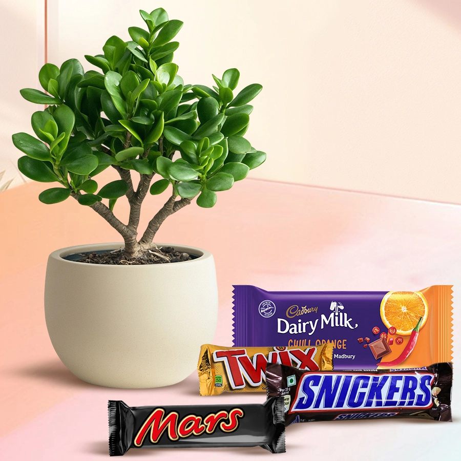 Christmas gift hamper featuring a Jade Plant in a ceramic pot alongside an assortment of chocolates