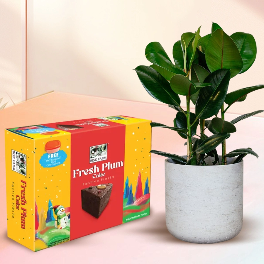 Classy Christmas gift featuring a vibrant Rubber Fig plant alongside a Biskfarm Fresh Plum Cake in a festive setting