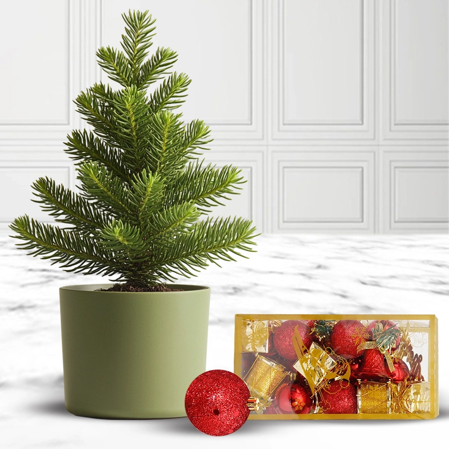 A beautifully decorated live Christmas tree adorned with mini decorations like sparkling balls, festive bells, colorful gifts, playful drums, twinkling stars, candy sticks, and a Santa Claus figurine.