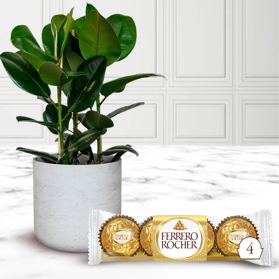 Rubber Fig Plant next to a box of Ferrero Rocher chocolates on a festive background