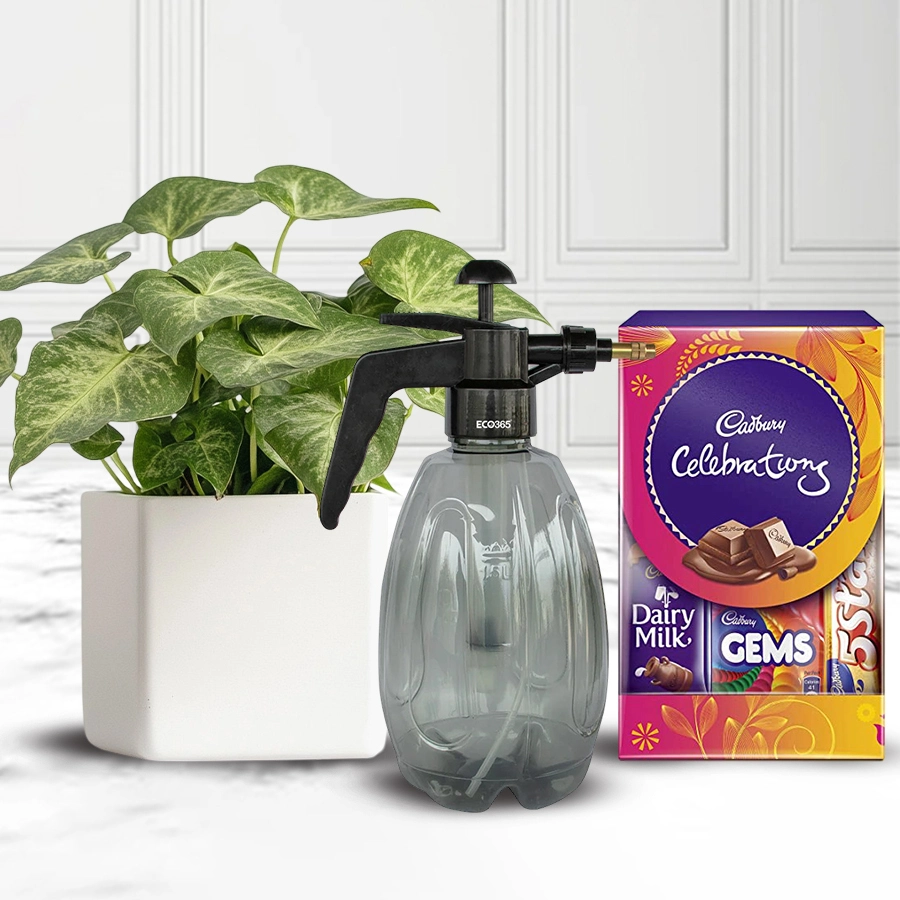 Classy Xmas gift set featuring a Syngonium plant in a white ceramic pot, a garden spray pump, and a pack of Cadbury Celebrations chocolates.