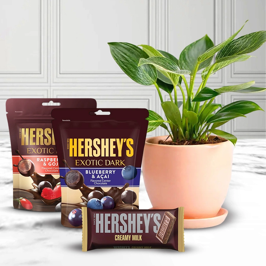 Potted Philodendron plant surrounded by an assortment of Hershey's chocolates for a Christmas gift.
