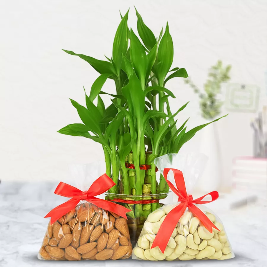 Decorative Lucky Bamboo Plant N Mixed Dry Fruits Pack