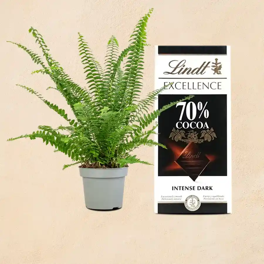 Botanical Air Purifier Bostern Fern Plant with Chocolate Bar