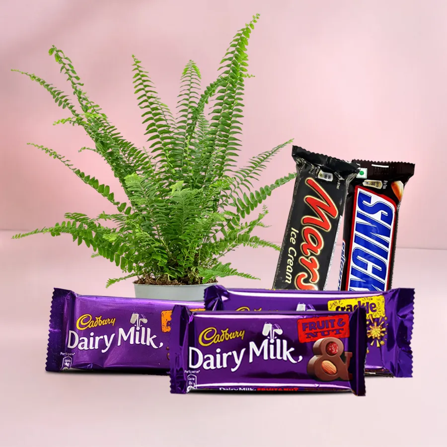 Dazzling Air Purifier Plant N Chocolate Combo for Mom