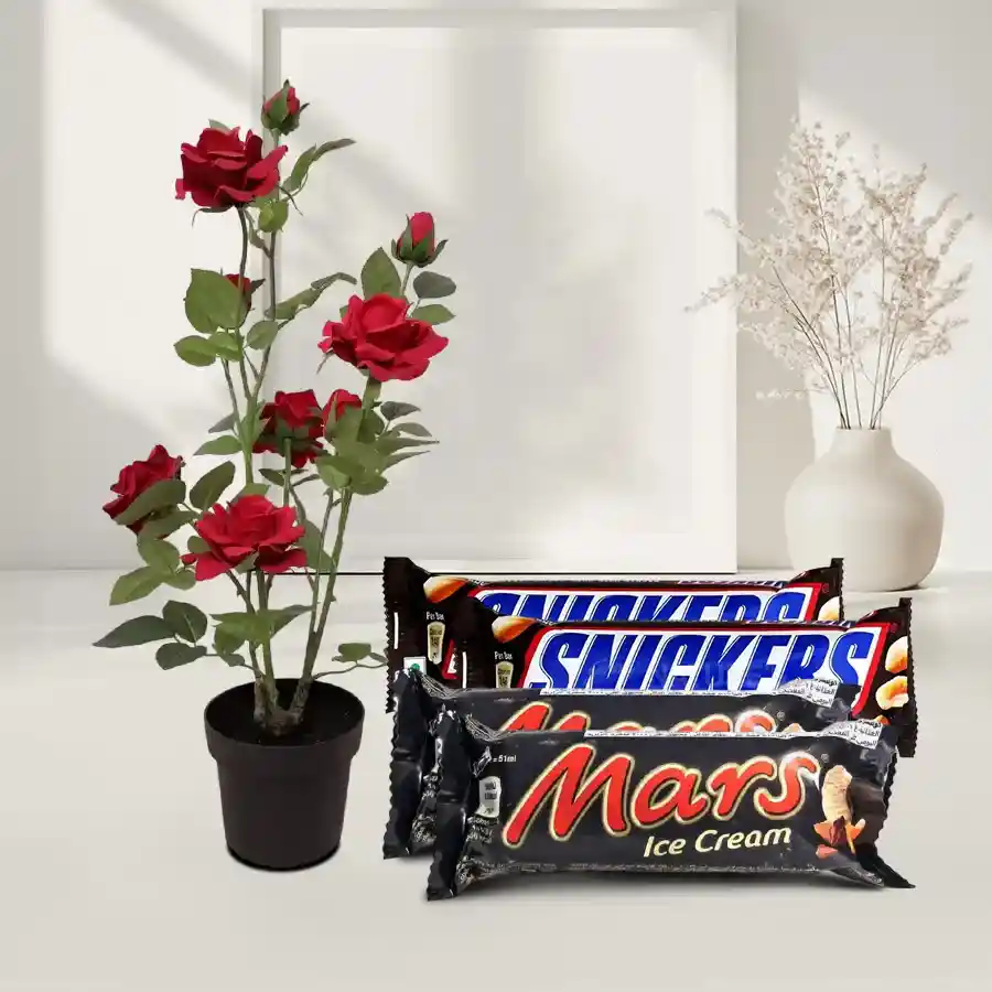 Delightful Gift of Red Rose Plant with Chocolates