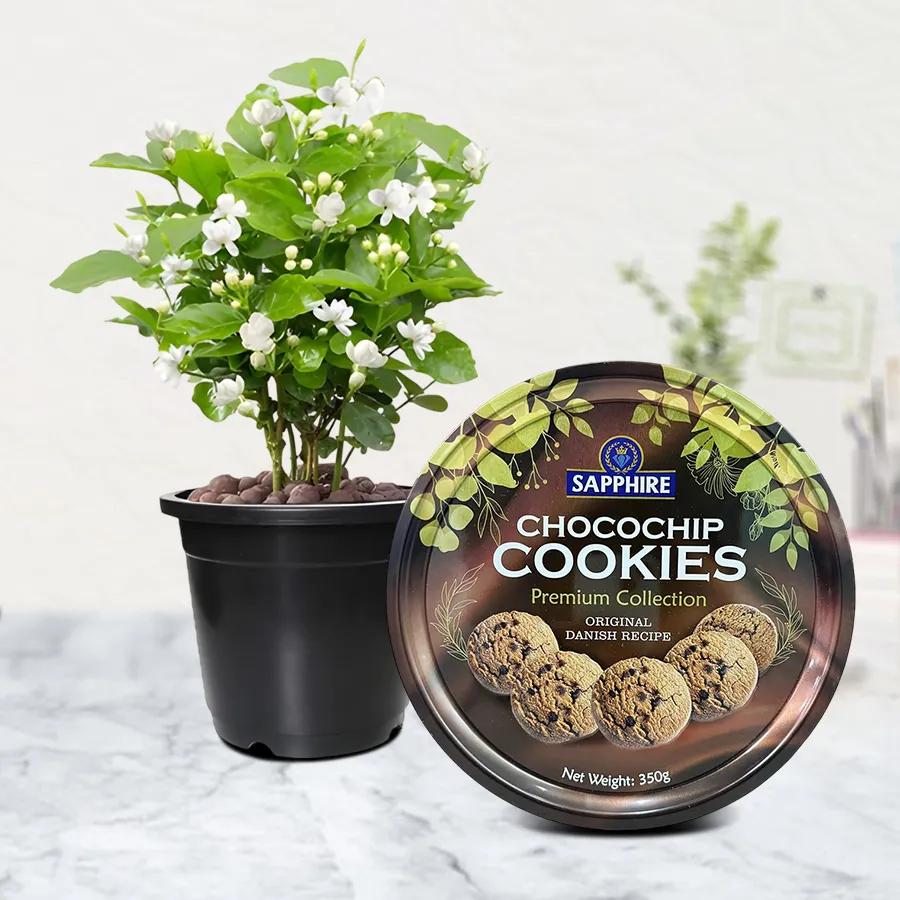Delightful Gift of Jasmine Plant with Cookies