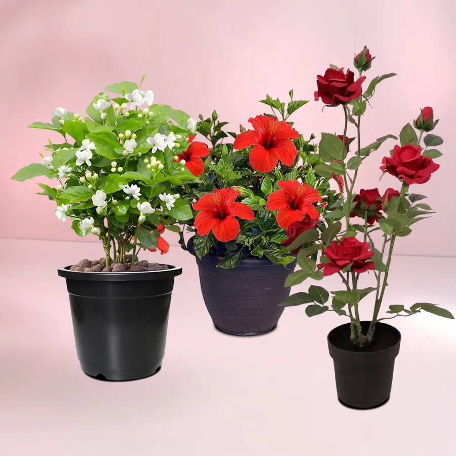 Botanical Gift Set of Good Luck Flowering Plant