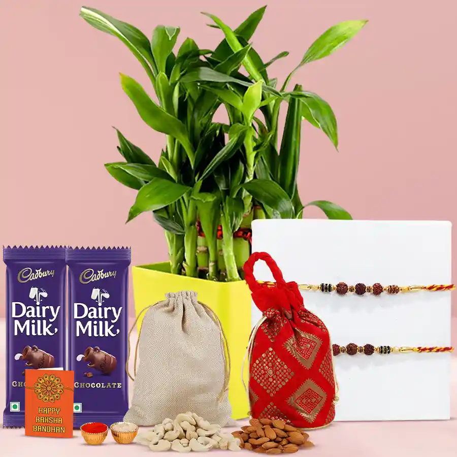 Charming 2 Tier Bamboo Plant with two Rudraksha Rakhis, Cadbury Dairy Milk bars, almonds, and cashews in a sunny yellow pot for Raksha Bandhan celebration.