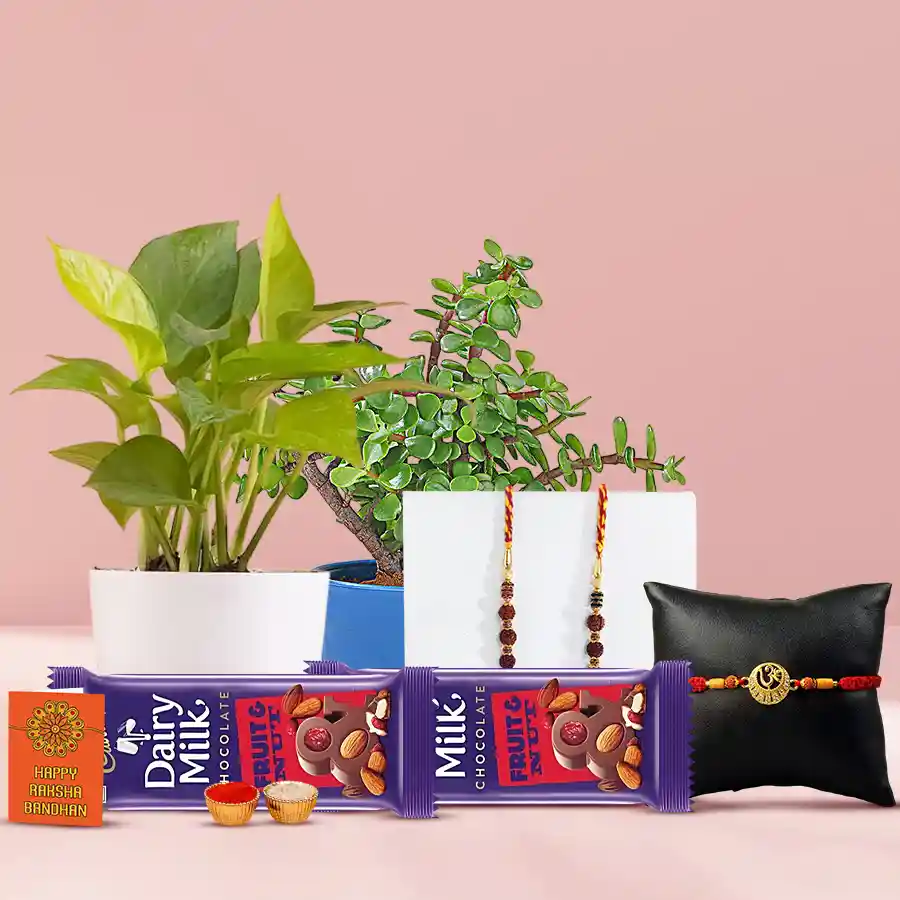 Dazzling set of Rudraksh and Om Rakhis with Jade and Money Plant in stylish pots, along with Cadbury Dairy Milk bars and Raksha Bandhan accessories