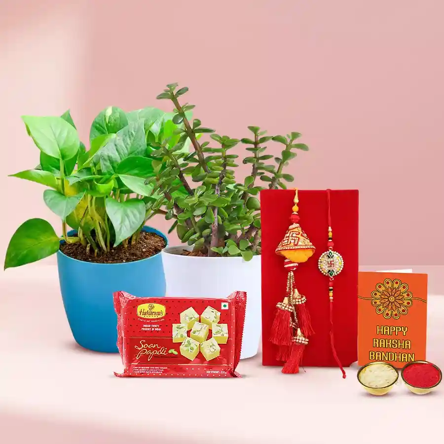 Enticing Rakhi combo featuring a Rakhi set, Money and Jade plants, Haldiram Soan Papdi, and a free Rakhi, Roli, Tilak, and Chawal set.