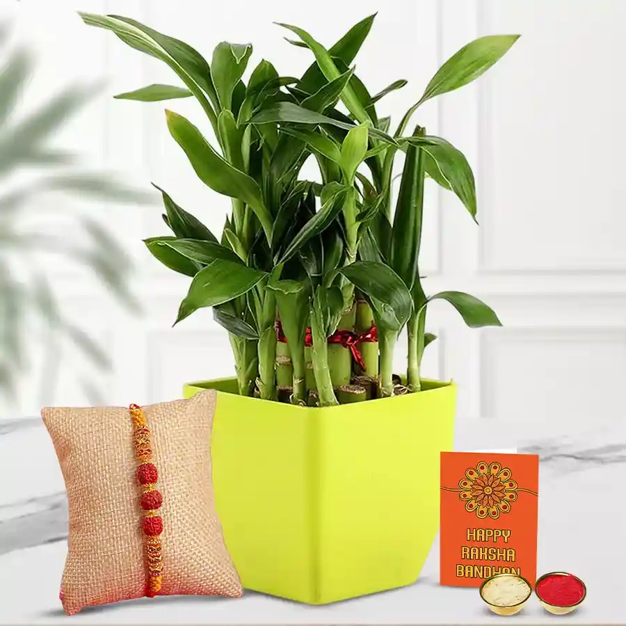 Exquisite Rudraksh Rakhi paired with a lush 2-Tier Bamboo Plant in a chic plastic pot, accompanied by Rakhi, Roli, Tilak, and Chawal.