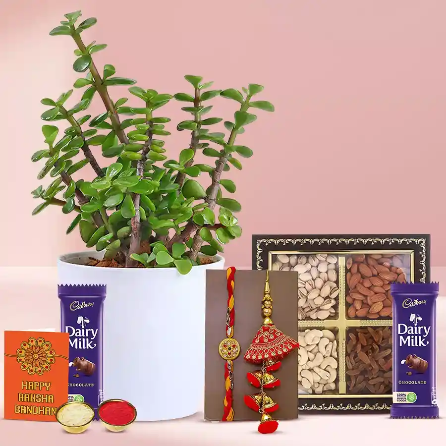 Designer Bhaiya Bhabhi Rakhi Set N Jade Plant