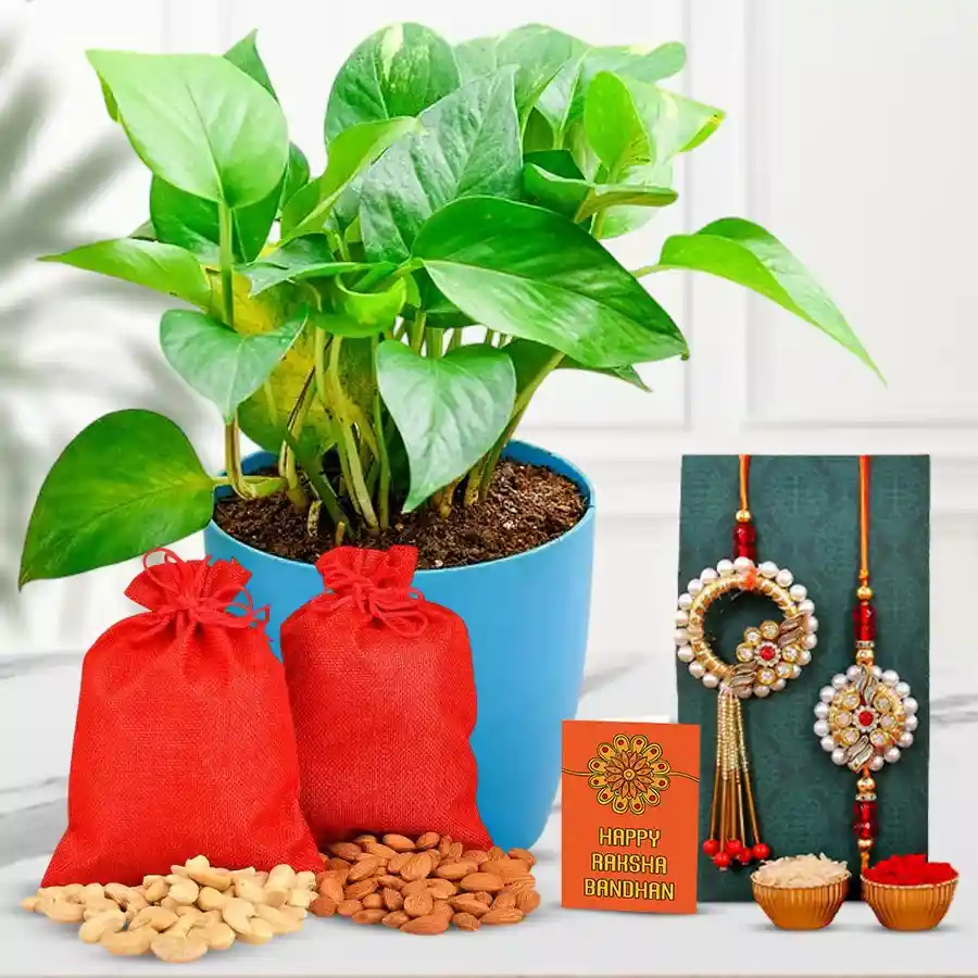Fabulous Lumba Rakhi N Money Plant Arrangement