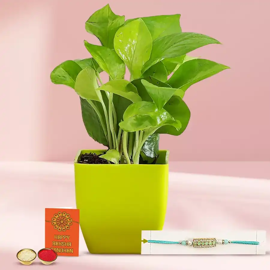 Attractive Stone Stud Rakhi N Money Plant Arrangement