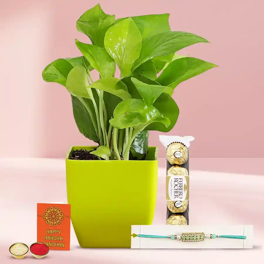Cheerful Money Plant N Stone Stud Rakhi Combo