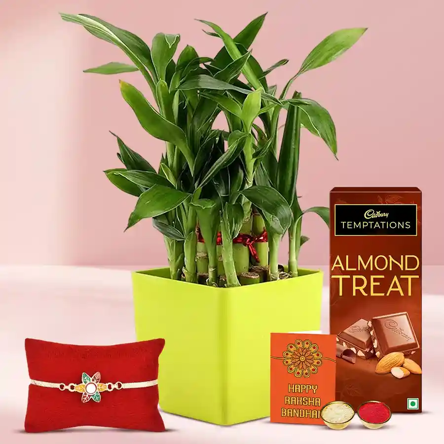 Stylish Rakhi N 2 Tier Bamboo Plant Arrangement