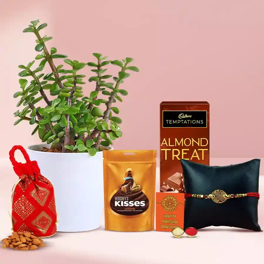 Attractive Metal Rakhi N Jade Plant Combo