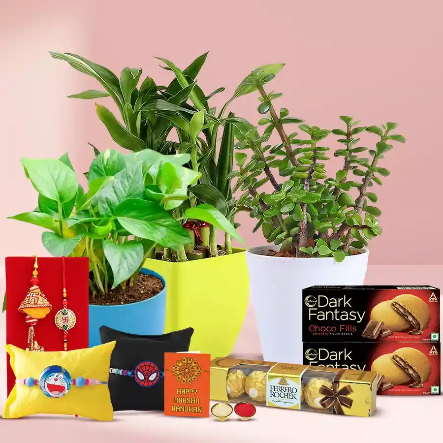 Wonderful Collection of Indoor Plants for Family Rakhi