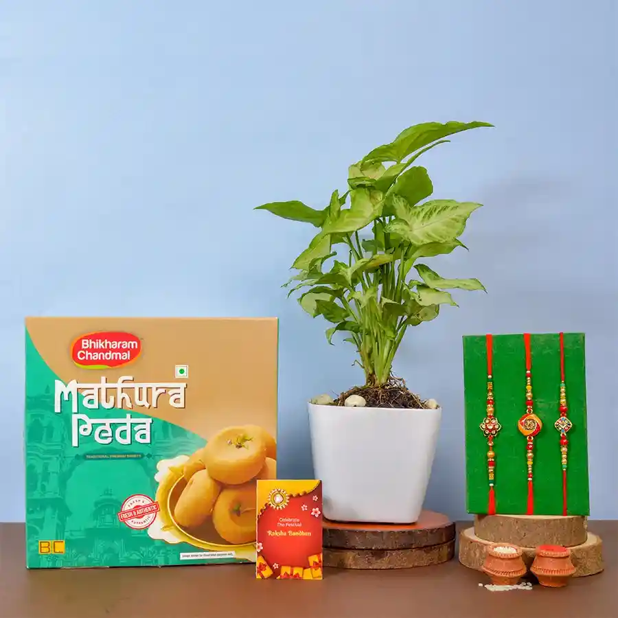 Kundan Rakhis Sweet Pack N Syngonium