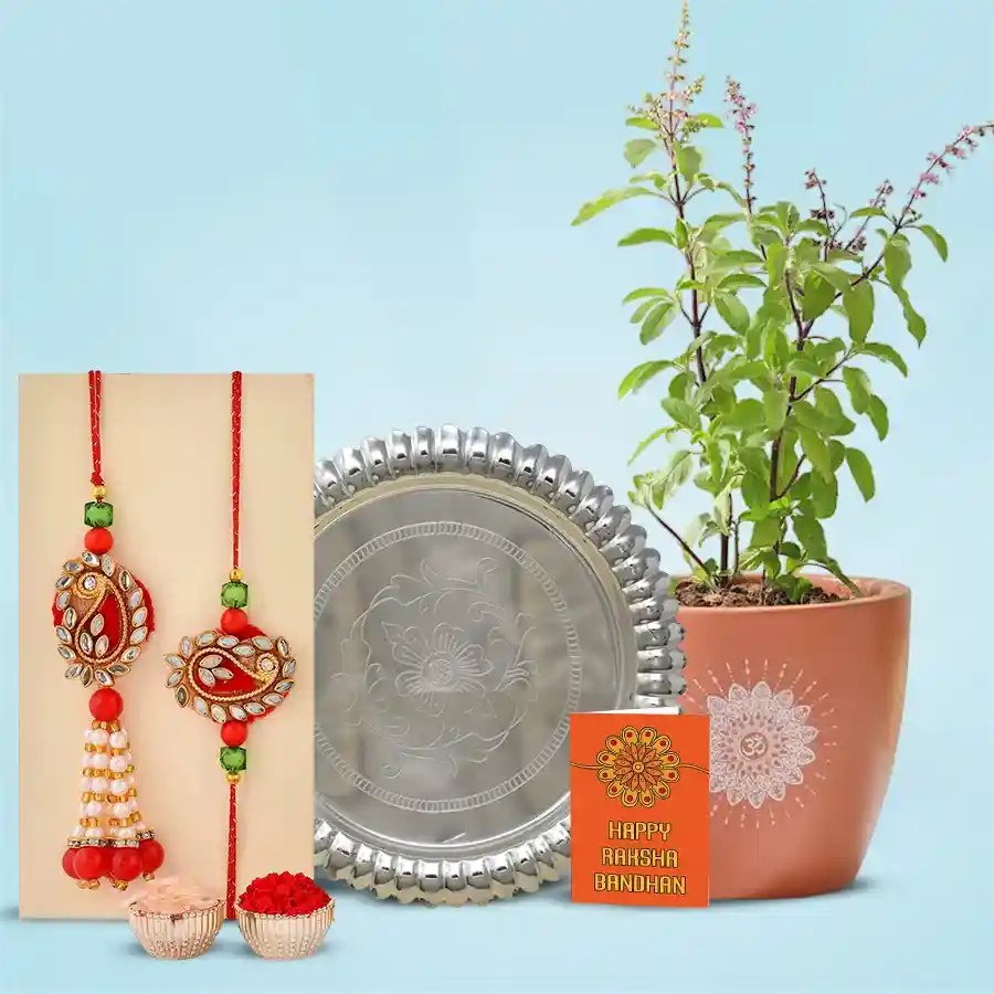 Holy Tulsi Plant n Silver Plated Rakhi Thali for Bhaiya Bhabhi