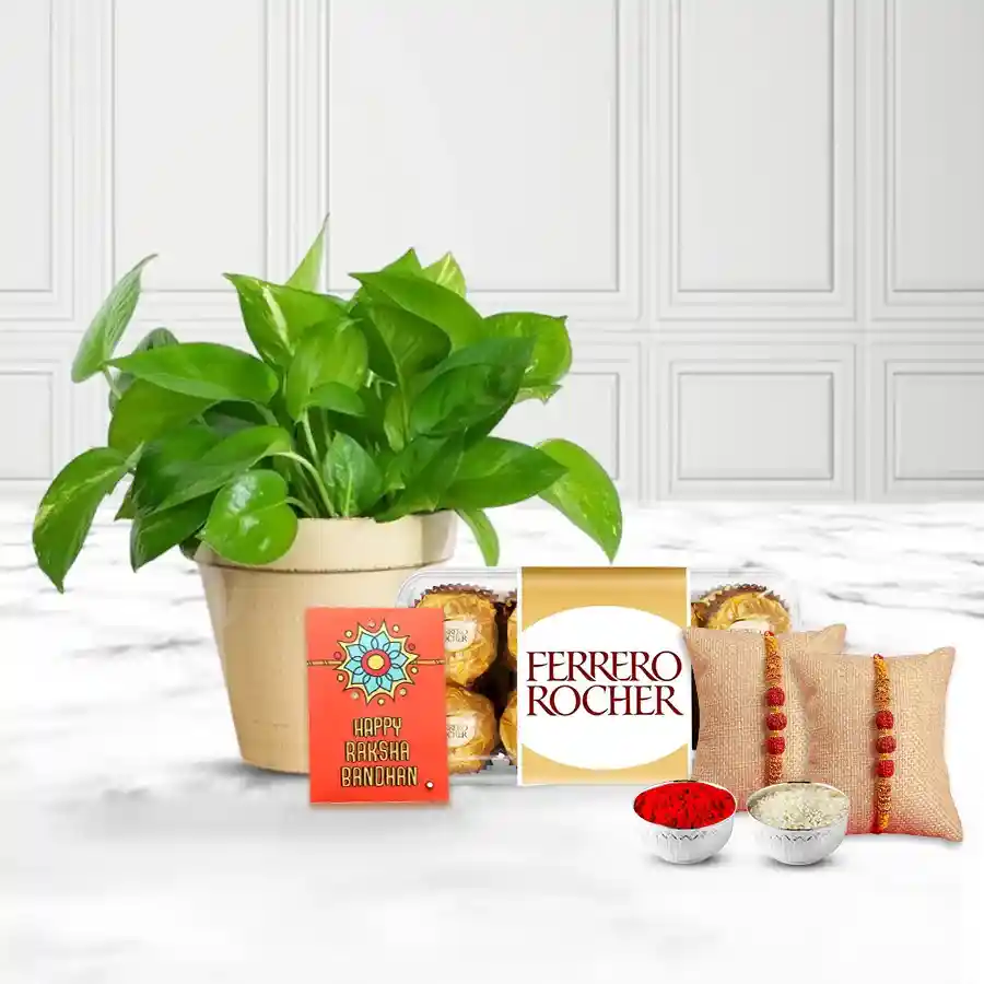 Money Plant with Ferrero Rocher n Rudraksha Rakhi Pair