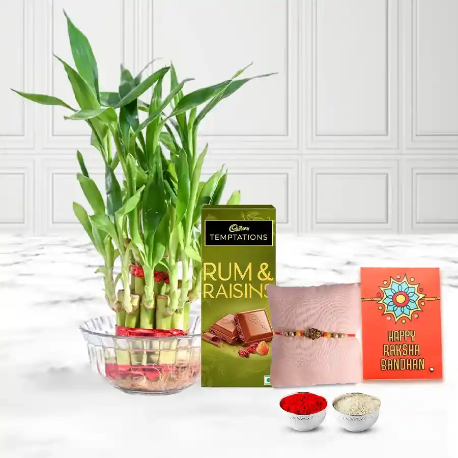 Rakhi Gift of Lucky Bamboo Plant n Cadbury Chocolate