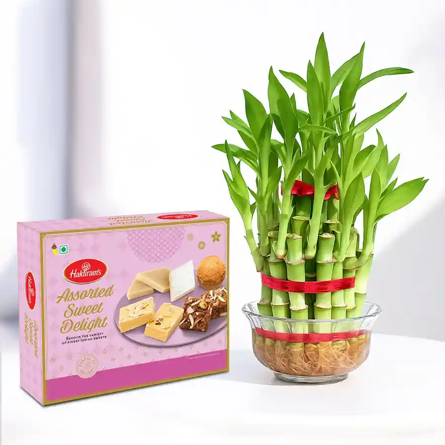 Haldiram sweets assortment and two-tier lucky bamboo plant in a glass pot.