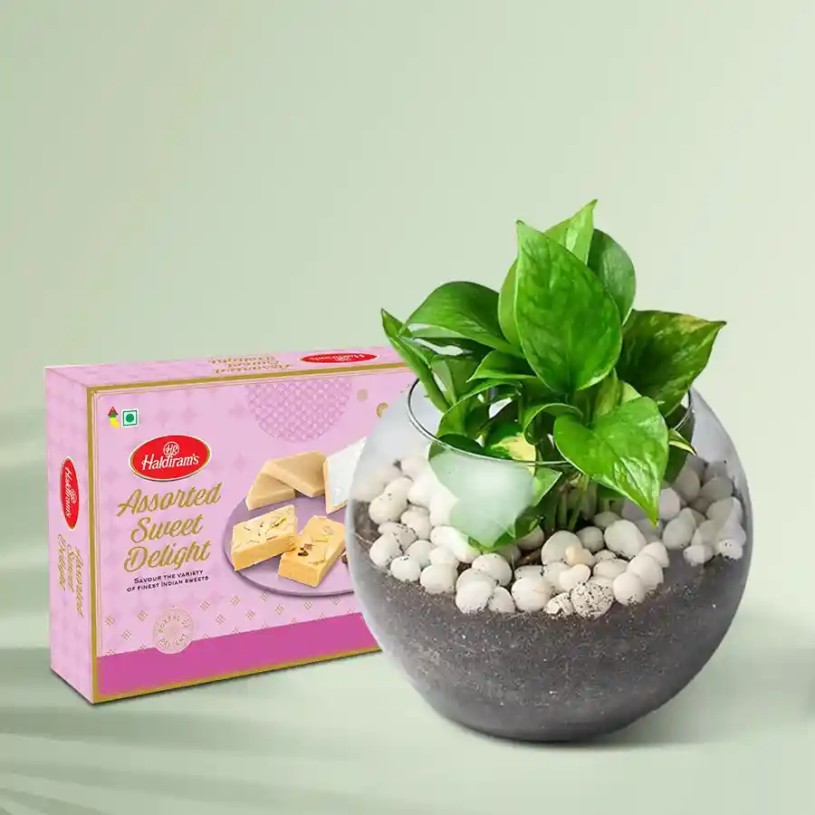 Marvelous Money Plant in Glass Pot with Haldirams Sweets.