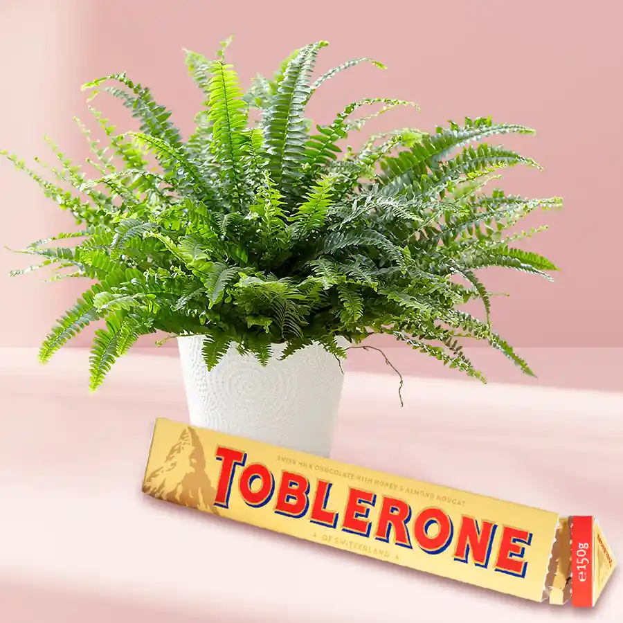 Blooming Bostern Fern Houseplant in a plastic pot with Toblerone chocolate, perfect for gifting and celebrations.