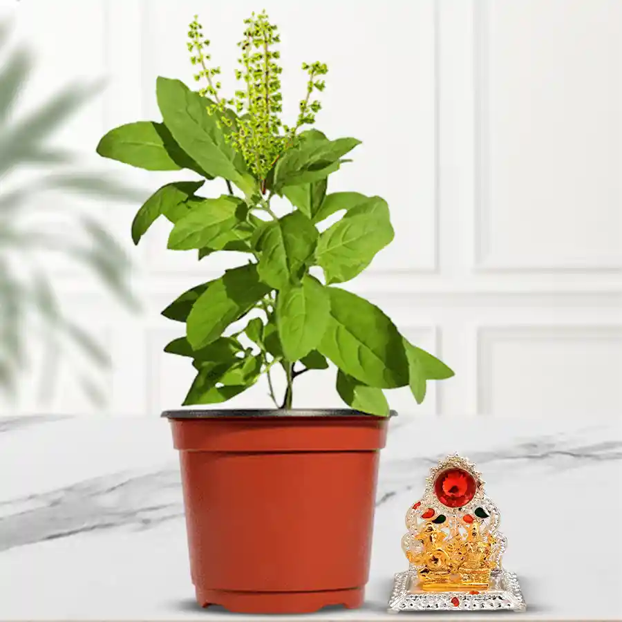 A Holy Tulsi Plant in a plastic pot with a Ganesh Laxmi Mandap, ideal for indoor decor.